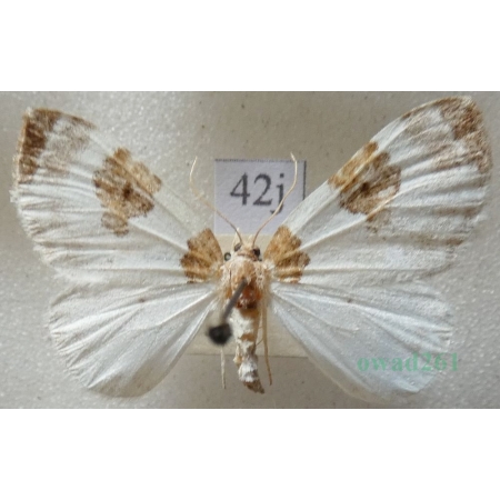 Plemyria rubiginata (Denis & Schiffermüller, 1775) Paśnik rudoplamek Czech42j